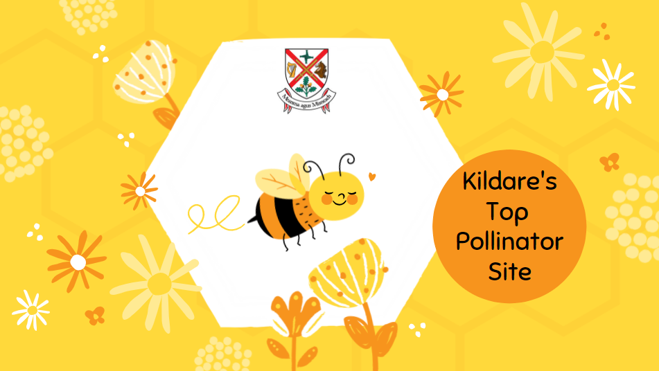 Kildare's Top Pollinator Site